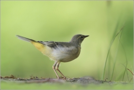 <p>KONIPAS HORSKÝ (Motacilla cinerea) /Grey wagtail - Gebürgsstelze/</p>